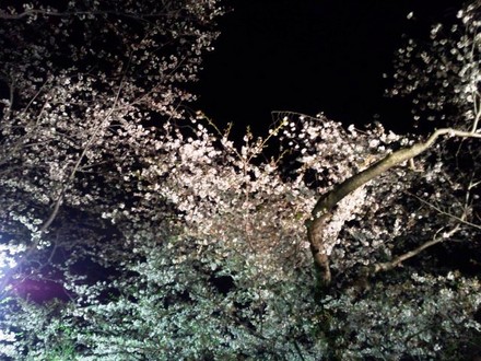 お花見